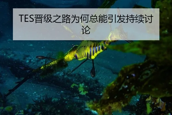 TES晋级之路为何总能引发持续讨论